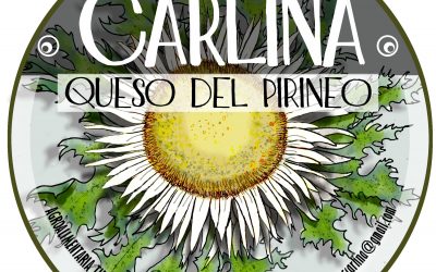 “Carlina”, queso tierno de vaca hecho en el vivero de Adecuara en Biescas