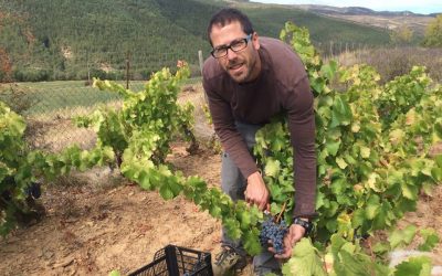 Vino de garnachas centenarias de Hecho, nuevo “VINO DE LAS NIEVES” de BODEGAS BAL MINUTA