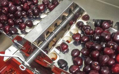 Primeros pasos de la mermelada de cereza de Bolea Casa Rufino en el vivero de Adecuara en Jaca