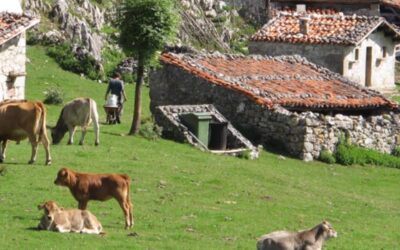 Curso Online: Iniciando el proyecto de mi quesería